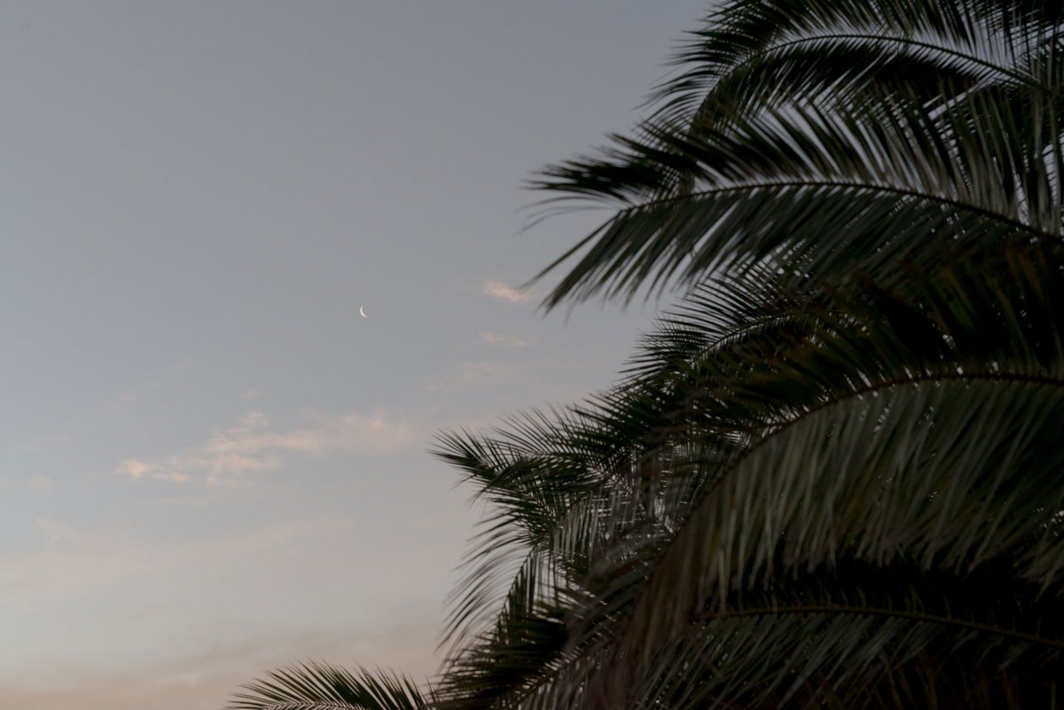 A crescent moon appears in the evening sky, partially covered by light clouds, with the silhouette of palm tree fronds in the foreground on the right side of the image. The sky transitions from light to dark.